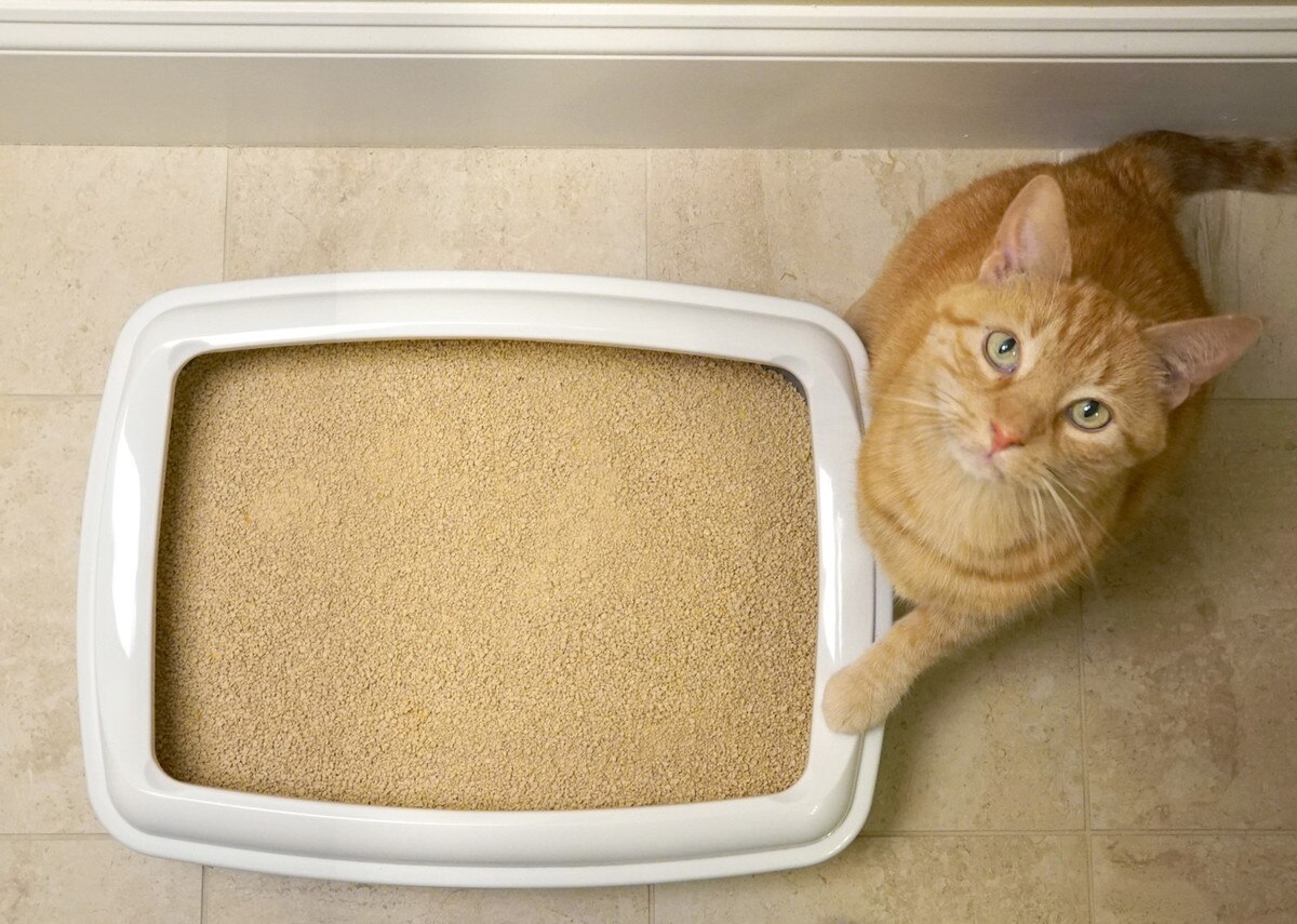 World's Best Multiple Cat Lavender Cat Litter - 28lb (12.7kg)_3